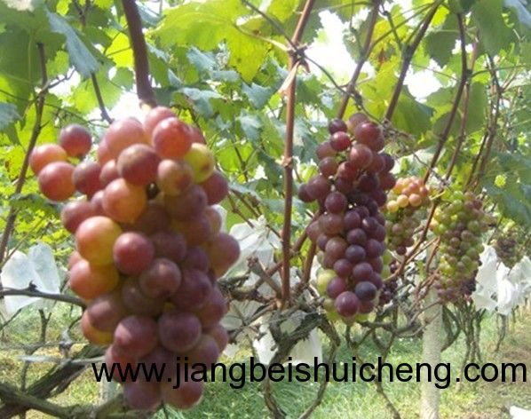 【走遍中國•景點篇】新疆•葡萄王樹 【走遍中國•景點篇】新疆•葡萄王樹