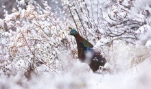 西藏純凈升級版環飛七日游